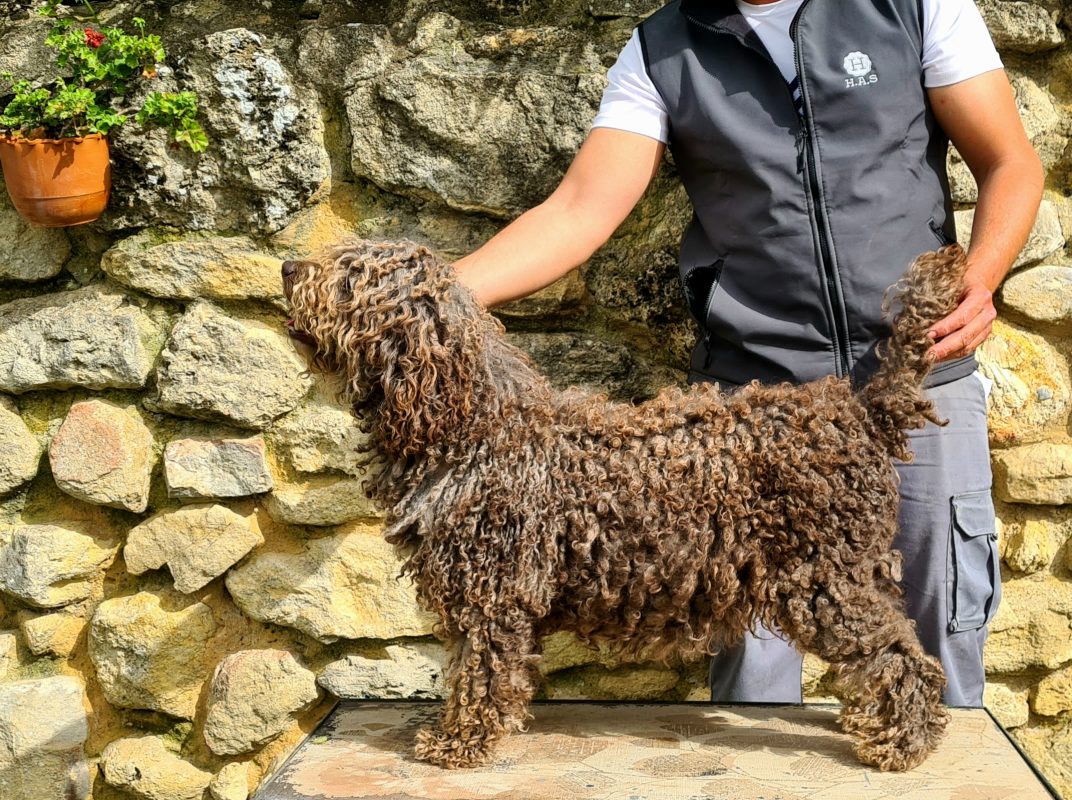 perro de agua kimba del ramadero de fain