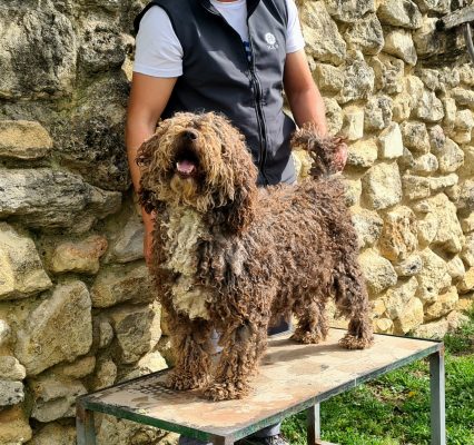 perro de agua kimba del ramadero de fain