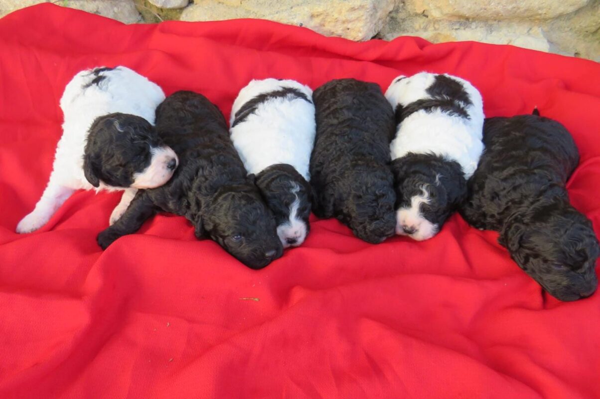 cachorro pdae