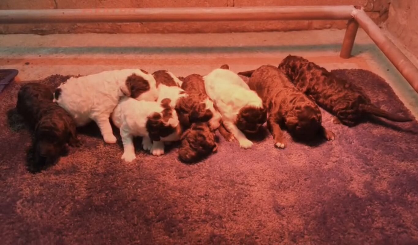 Camada cachorros perro de aguas