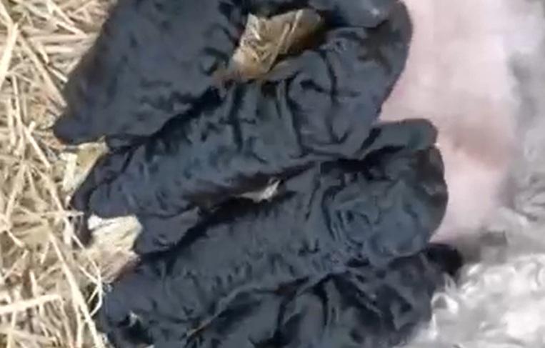 camada perros de agua